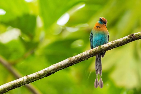 Cinnamon-breasted motmot (Baryphthengus martii), Guanacaste, Costa Rica