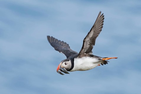 Atlantic Puffin (Fratercula arctica) flying with sandeels in beak, Iceland