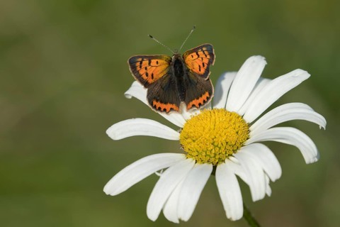 Small copper butterfly (Lycaena phlaeas) adult insect resting on an Oxeye daisy flower in summer,