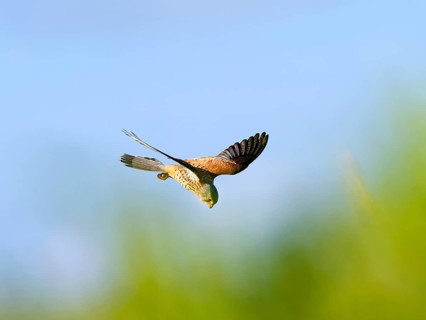 Kestrel, female Common Kestrel (Falco tinnunculus) in flight, searching for prey, Texel Island,