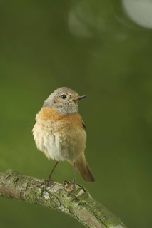 Common Redstart (Phoenicurus phoenicurus) female, Lower Saxony, Germany