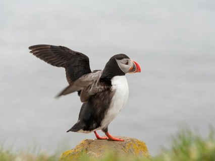 Atlantic Puffin (Fratercula arctica), Látrabjarg, Iceland