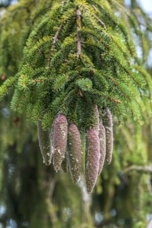 Red spruce (Picea abies), Cambridge Botanical Garden, Germany