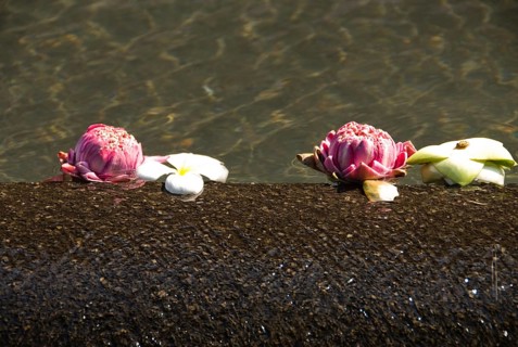Lotus flowers, close-up view, flowers floating on water, Thailand, Siam, Asia, Southeast Asia