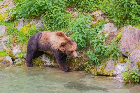 A young male Eurasian brown bear (Ursus arctos arctos) runs along the rocky shore of a small river