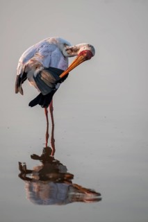 Glutton (Mycteria ibis) in the water, preening its feathers, in the morning light, with reflection,
