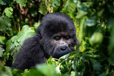 Mountain gorilla (Gorilla beringei beringei), among leaves, Bwindi Impenetrable Forest, Uganda