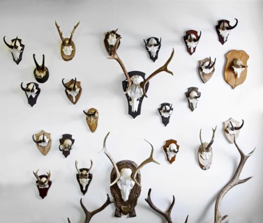 Mounted deer antlers and chamois horns hanging on a wall