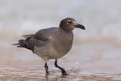 Lava Gull (Leucophaeus fuliginosus) on shoreline, Galapagos, Ecuador