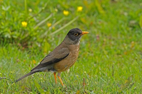 Austral Thrush (Turdus falcklandii), Tierra del Fuego, Argentina