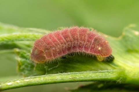Die ausgeachsene Raupe des African Grass Blue (Zizeeria knysna)