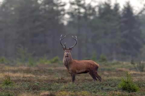 A red deer (Cervus elaphus) stands alone in a large forest clearing, shortly in front of its herd