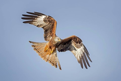 Red Kite (Milvus milvus) flying, Saxony-Anhalt, Germany