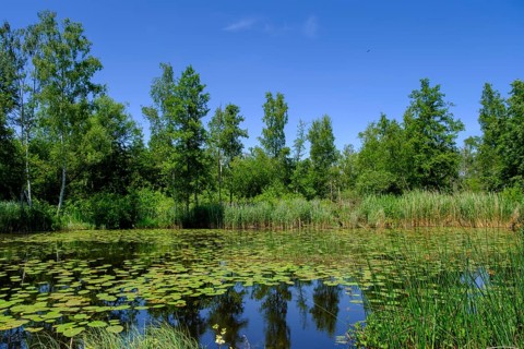 Wurzacher Ried, Bad Wurzach, Upper Swabia, Swabia, Baden-Württemberg, Germany