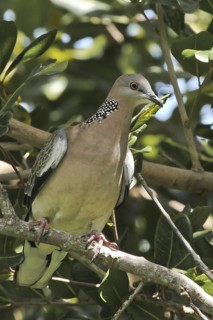 Spotted Dove (Spilopelia chinensis), Queensland, Australia