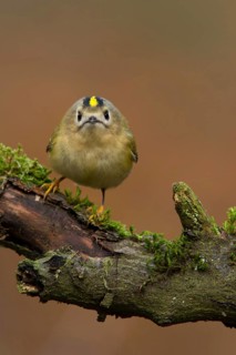 Goldcrest (Regulus regulus), Utrecht, Netherlands