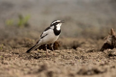 African Pied Wagtail (Motacilla aguimp), Ethiopia