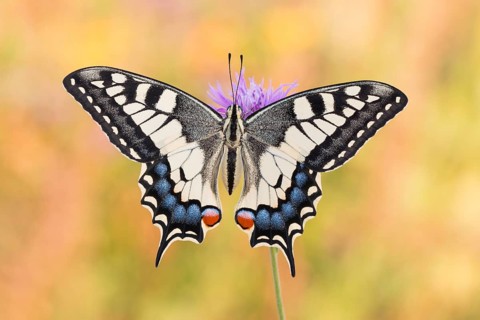 Der Schwalbenschwanz (Papilio machaon) aus Portugal