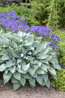 Funkia (Hosta 'Halcyon'), Botanical Garden, Gothenburg, Västra Götalands län, Sweden