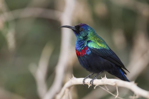 Shining Sunbird (Cinnyris habessinicus) male, Oman