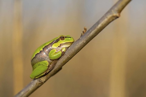European tree frog, (Hyla arborea), frog, frog family, Lake Neusiedl, Illmitz, Burgenland, Austria