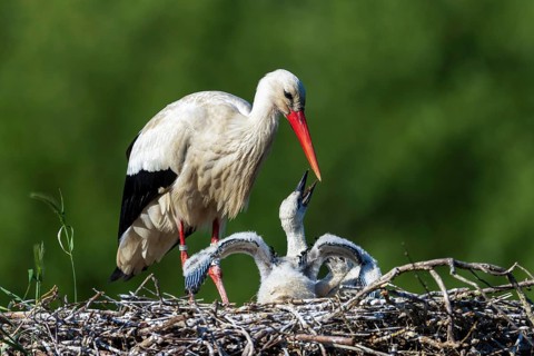 Stork interacting with chick spreading its wings, white stork (Ciconia ciconia), wildlife, Germany
