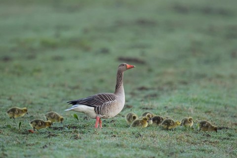 Greylag Goose (Anser anser) with chicks, Netherlands