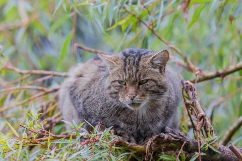 One European wildcat, Felis silvestris silvestris, resting in a green weeping willow tree. Green