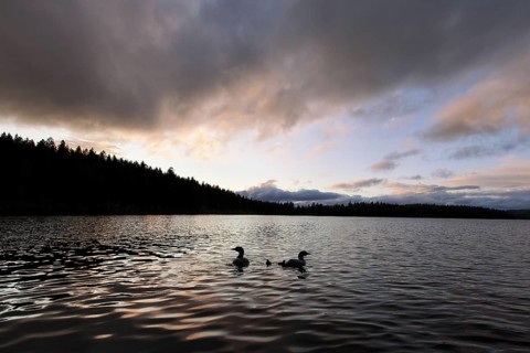 Great Northern Loon (Gavia immer) chick, British Columbia, Canada