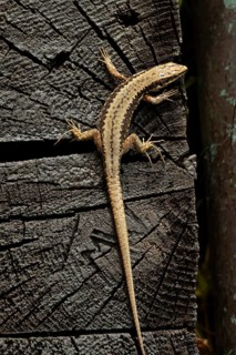 Common wall lizard (Podarcis muralis), wood, Carinthia