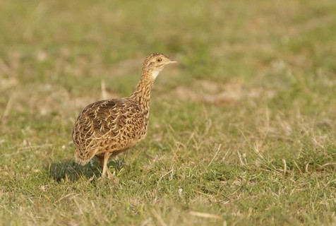 Spotted Nothura (Nothura maculosa), Corrientes, Argentina