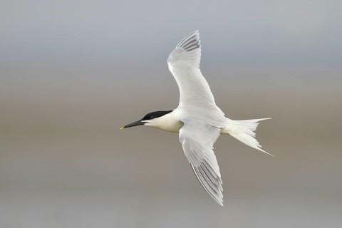 Sandwich Tern (Thalasseus sandvicensis) in flight, wildlife, nature photography, terns, Red List of