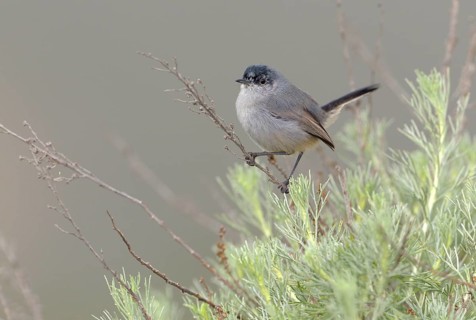 California Gnatcatcher Male (Polioptila californica) Rancho Palos Verdes, California
