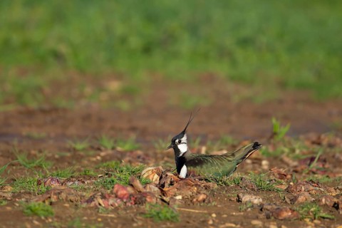 Northern lapwing (Vanellus vanellus) adult bird sitting on a nest in a farmland field, England,