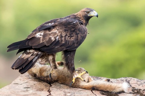Golden Eagle (Aquila chrysaetos) female feeding on red fox carcass, Andalusia, Spain