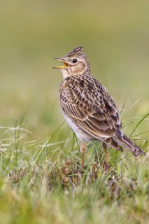 Eurasian Skylark (Alauda arvensis) singing in field, Gorski kotar, Croatia