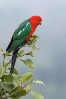 Australian King Parrot (Alisterus scapularis) perched on a branch in eastern Australia