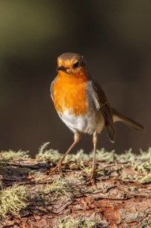 European Robin (Erithacus rubecula) perched on a trunk, Galicia, Spain