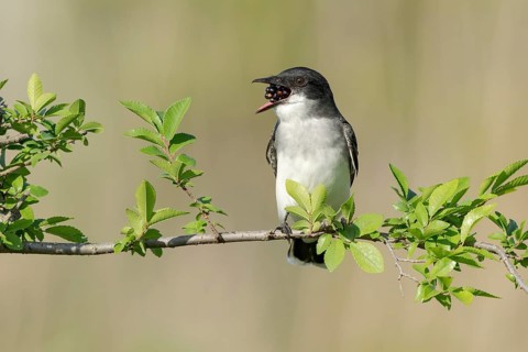 Eastern Kingbird (Tyrannus tyrannus) eating a berry, Texas, USA