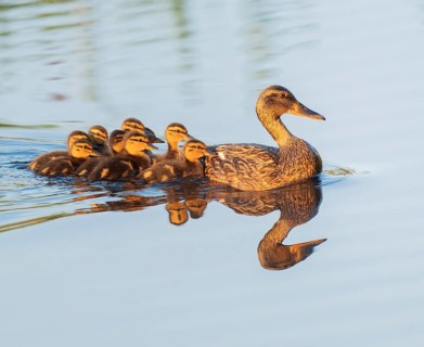 Mallard (Anas platyrhynchos), female, mother duck with chicks, young birds, swimming in the warm