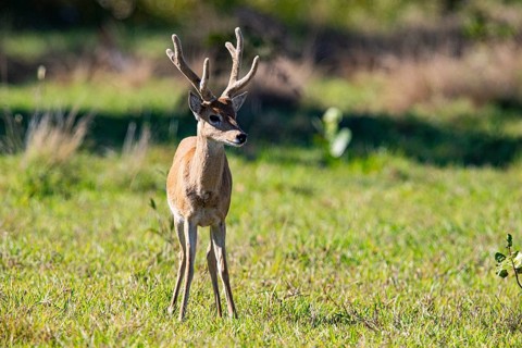 Pampas deer (Ozotoceros bezoarticus) Pantanal Brazil