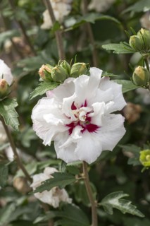 Garden marshmallow (Hibiscus syriacus 'Speciosus'), Anchers Havecenter, Ellerhoop-Thiensen,