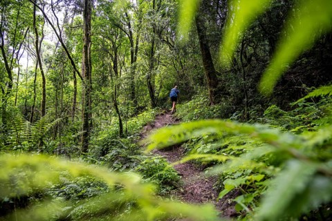 Tourist hiking through pristine mountain forest, Ukhahlamba-Drakensberg Park, KwaZulu-Natal,
