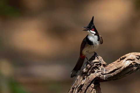 Red-whiskered Bulbul (Pycnonotus jocosus hainanensis), Yunnan, China