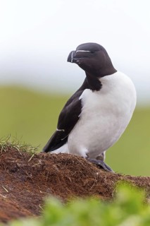 Razorbill, (Alca torda), animals, birds, alcid family, standing on the cliff edge, Varanger