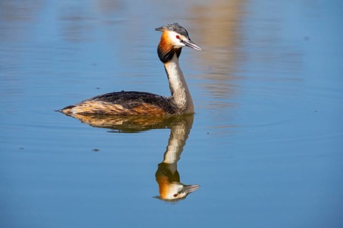 Great Crested Grebe (Podiceps cristatus) Germany