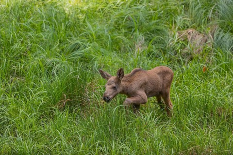 One baby moose or elk, Alces alces, (19 days old, born May 8, 2020) walking through tall fresh