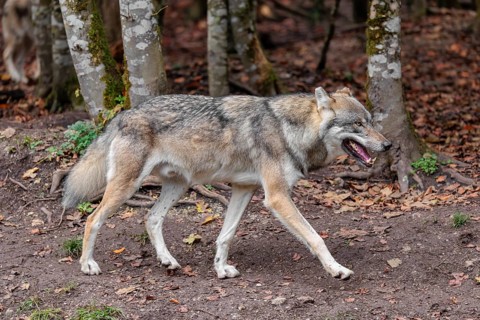 An adult male grey wolf (Canis lupus lupus) runs along the edge of the forest on an overcast day