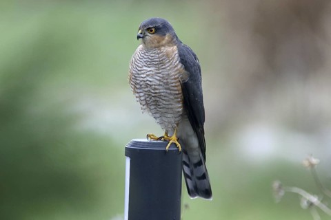 Eurasian Sparrowhawk (Accipiter nisus) male perched on a garden lamp, Mecklenburg-Western