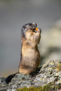 Alpine marmot (Marmota marmota) in autumn, Grossglockner, High Tauern National Park, Austria